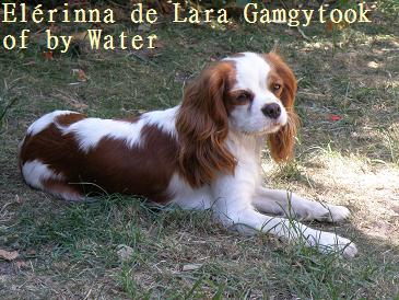 CH. Elérinna de Lara Gamgytook of by Water