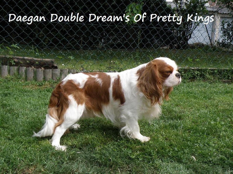 Daegan double dream's of Pretty Kings