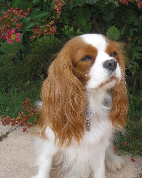 Suzy De la hardeliere